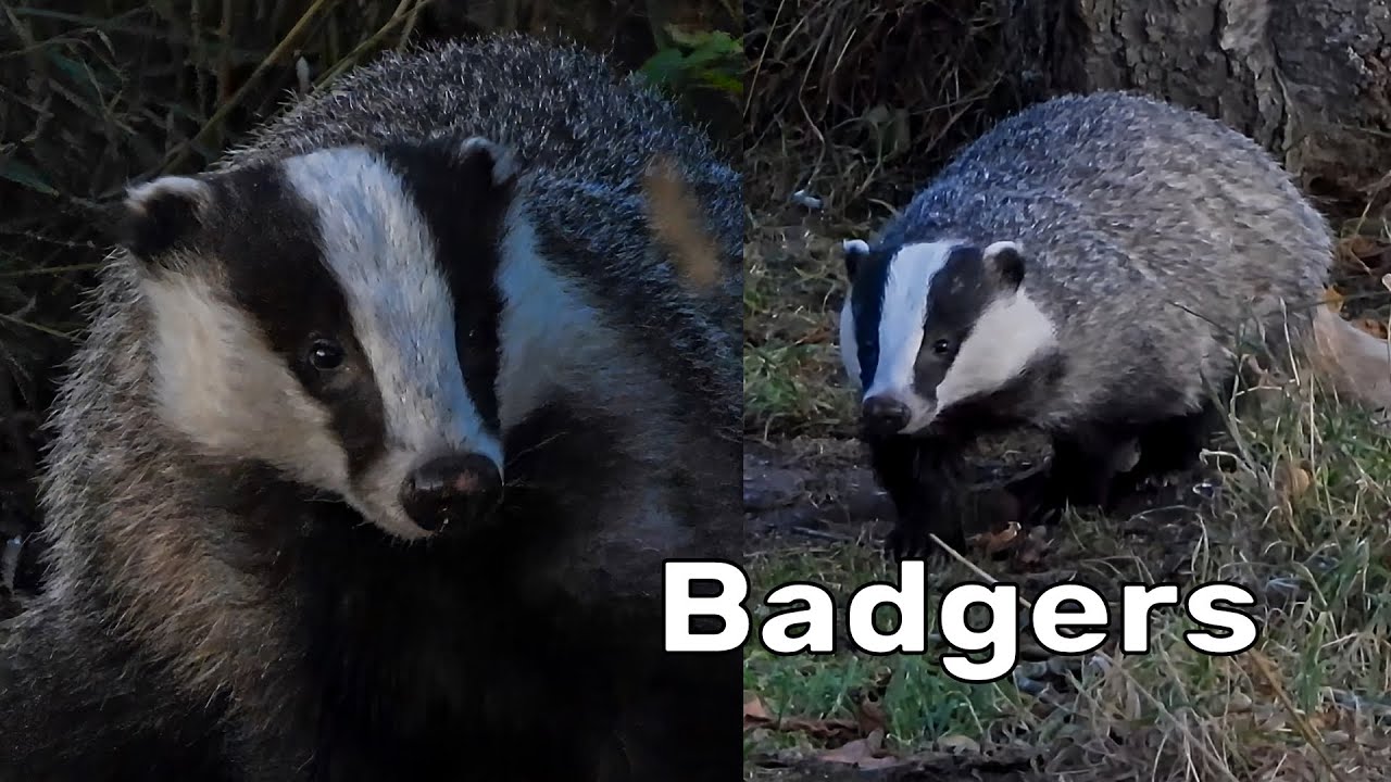 Badgers in Spynie woodlands near Elgin.