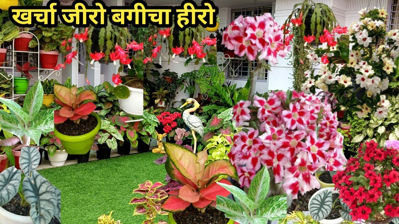 Zero Budget Gardening ,But How .🤔       Must Watch This Video