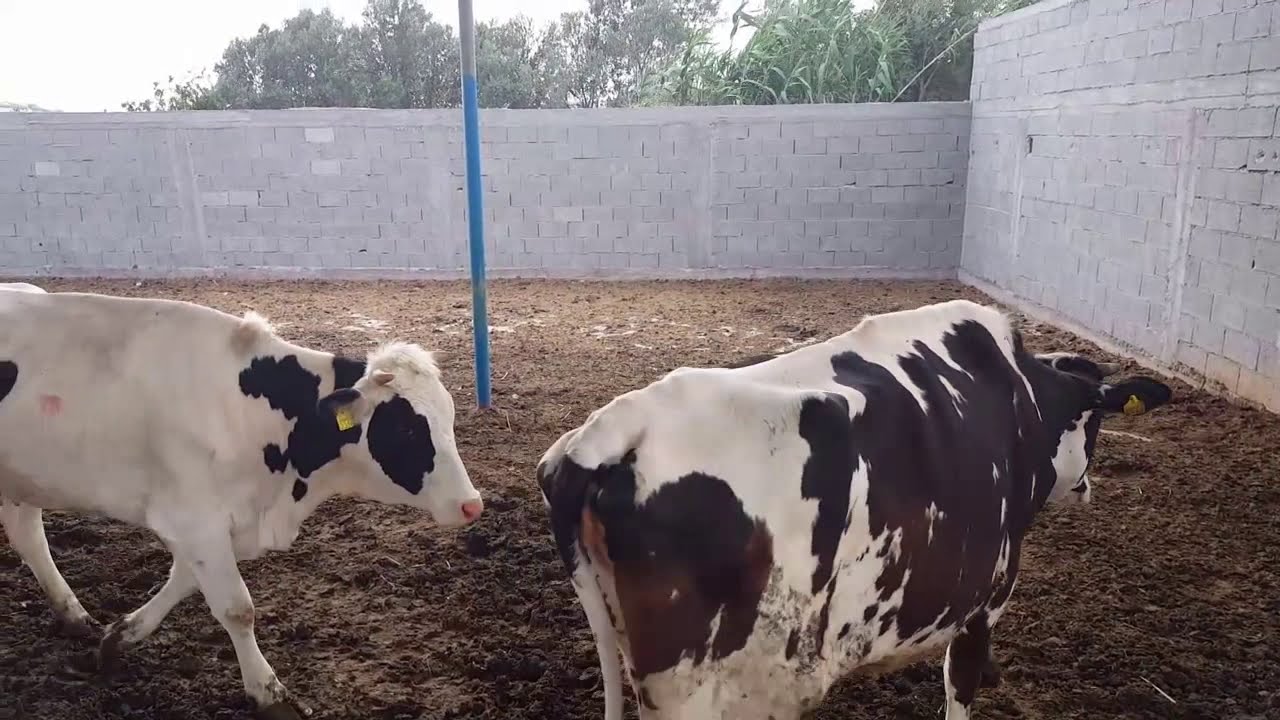 Bir hayvancılık işletmesi nasil olmali