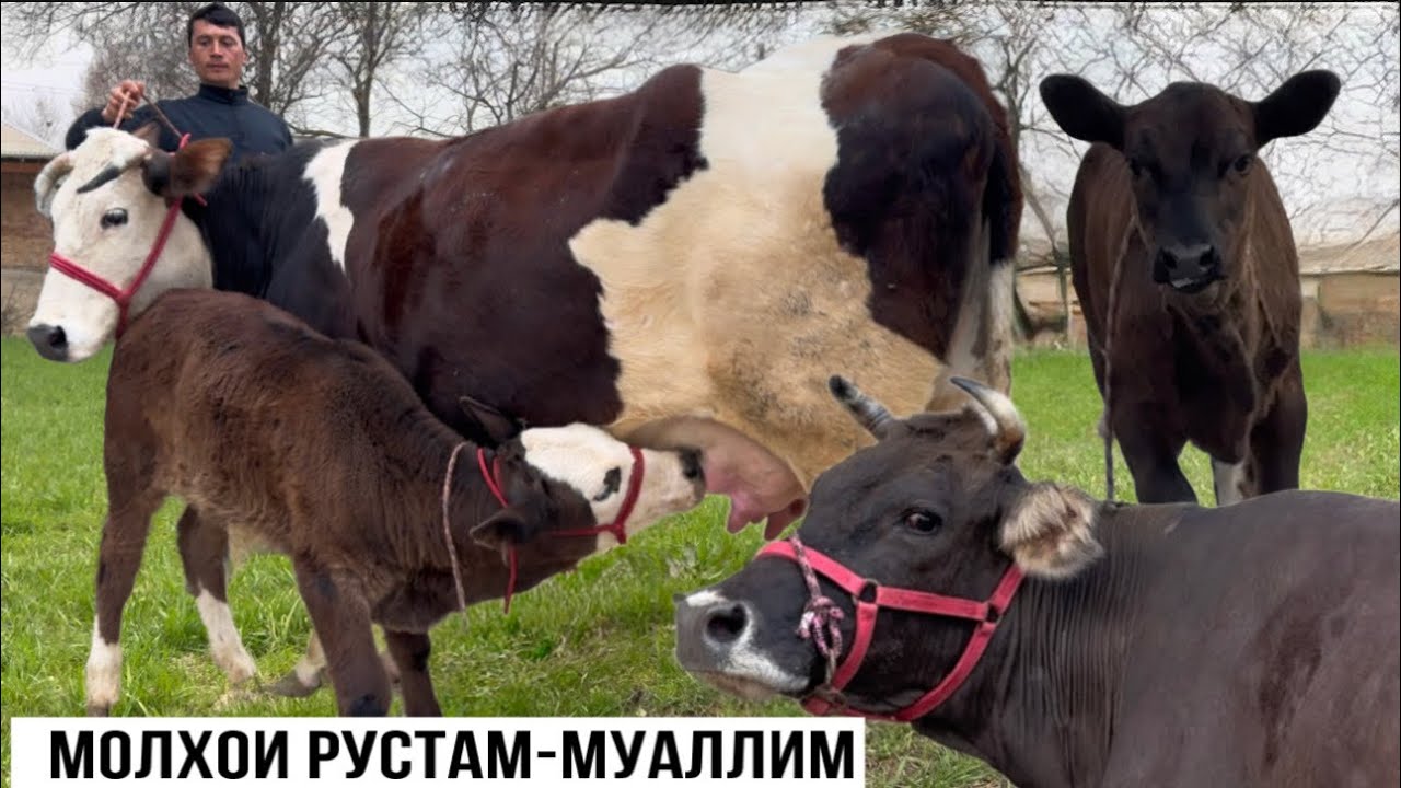 МОЛҲОИ РУСТАМ-МУАЛЛИМ 3 марта 2026 г.