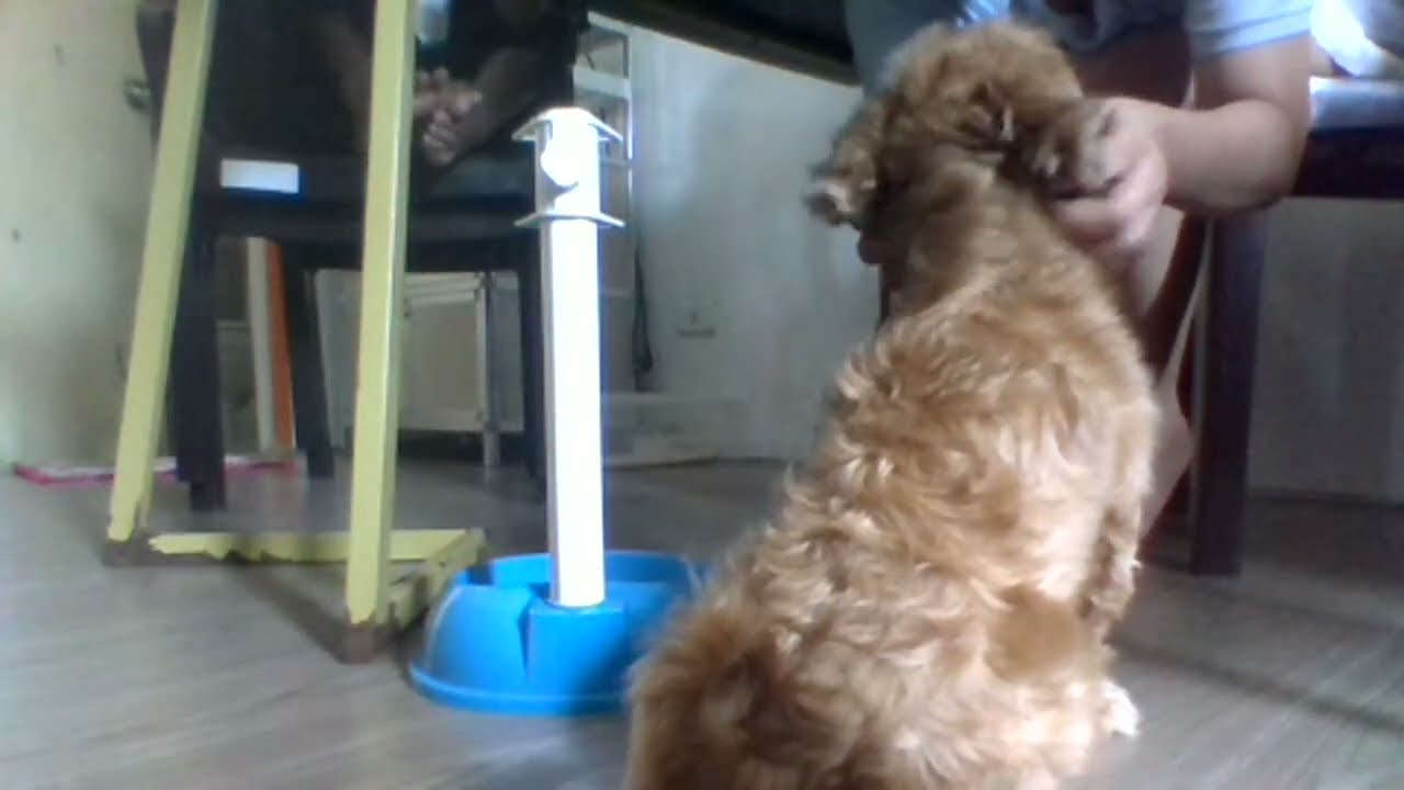 Lucky the Shih 🐕is Live! |  HiddenVlogs