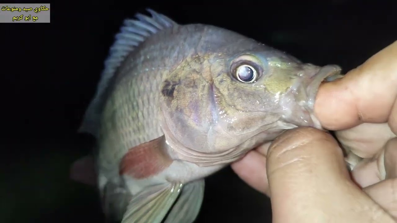 مكان جديد رهيب وتجربة اليرقات لاول مره وكانت المفاجأه#fishing