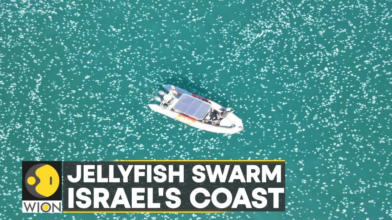 WION Climate Tracker | Aerial footage captures huge swarm of Jellyfish in Haifa Bay