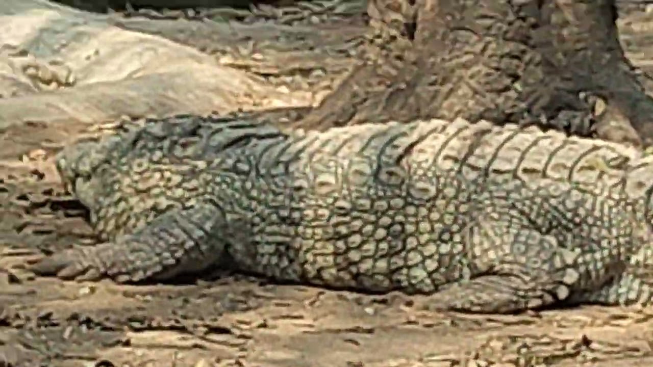 #మొసళ్ళు#క్రోకడైల్#crocodile#in zoo park#hyd#