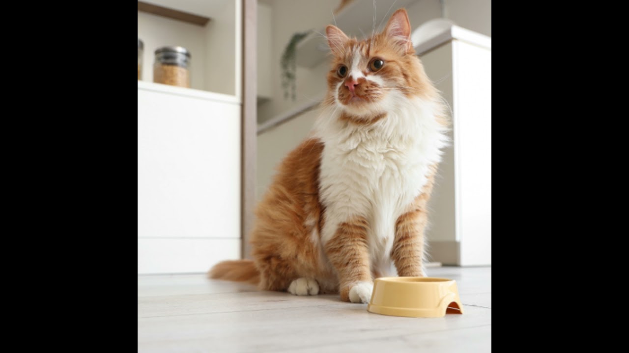Optimizing Feline Nutrition: Key Elements to Improve Nutritional Intake
