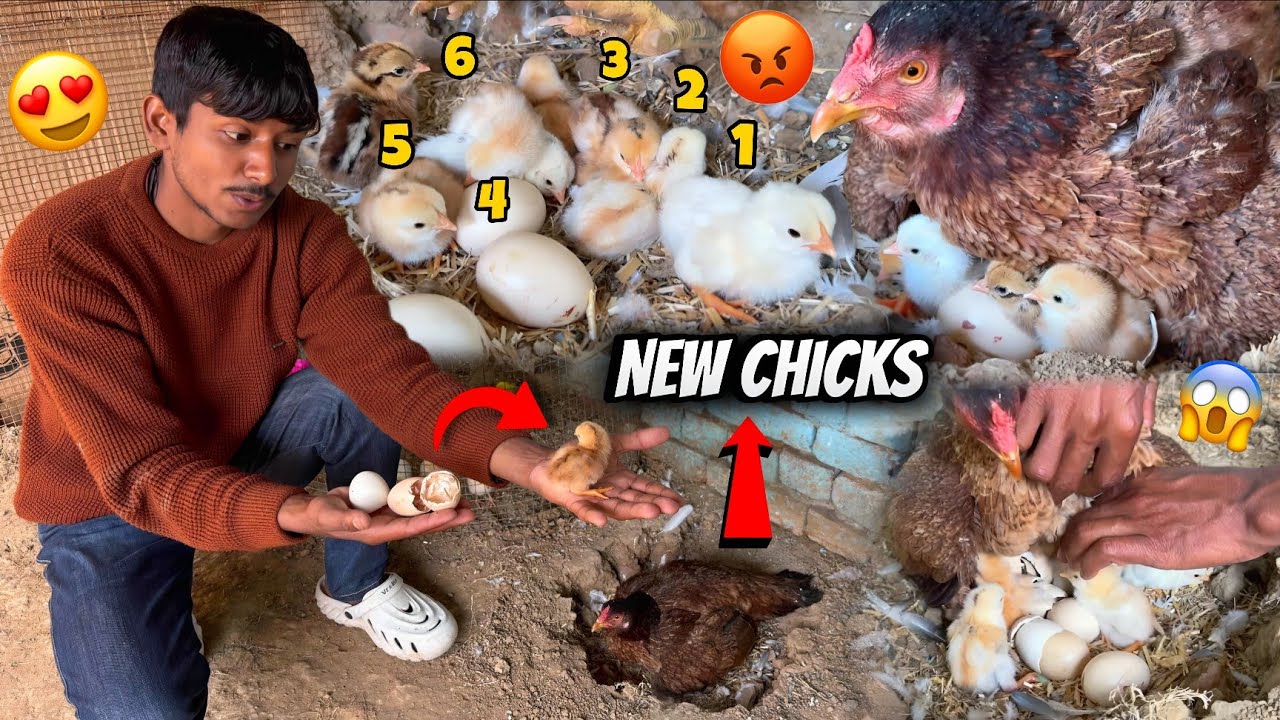Finally Humari Murgi Ne Bache Nikal Liye 😍 || हमारी मुर्गी ने 22 Day's मैं चिक्स निकले |