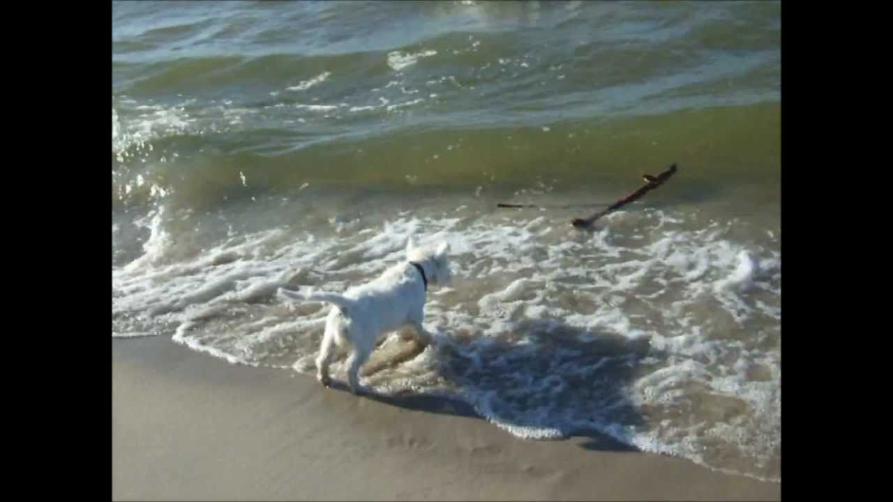 West highland white terrier at the Baltic Sea
