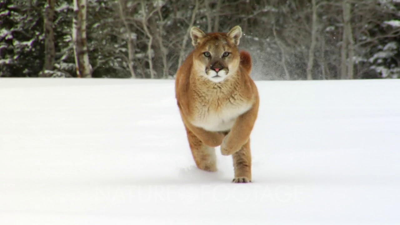 Mountain Lion Running  In Winter Snow