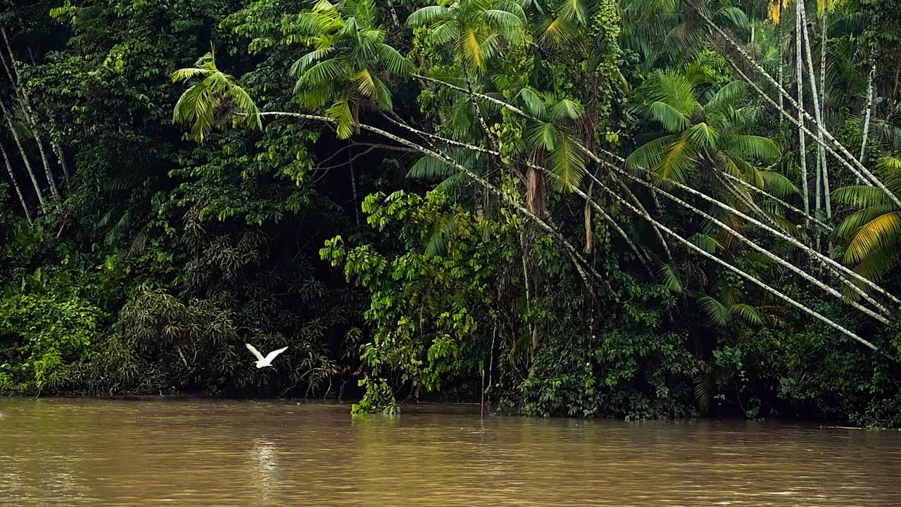 Healing Forest - Soothing Pan Flute songs. Birds & wild sounds from  Amazon. Relax and Meditation.