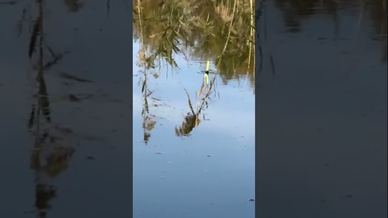 Fishing #fishing #grovfiskeri #carp #baliqovu #carpfishing #baliq #nature #farming #bassfishing