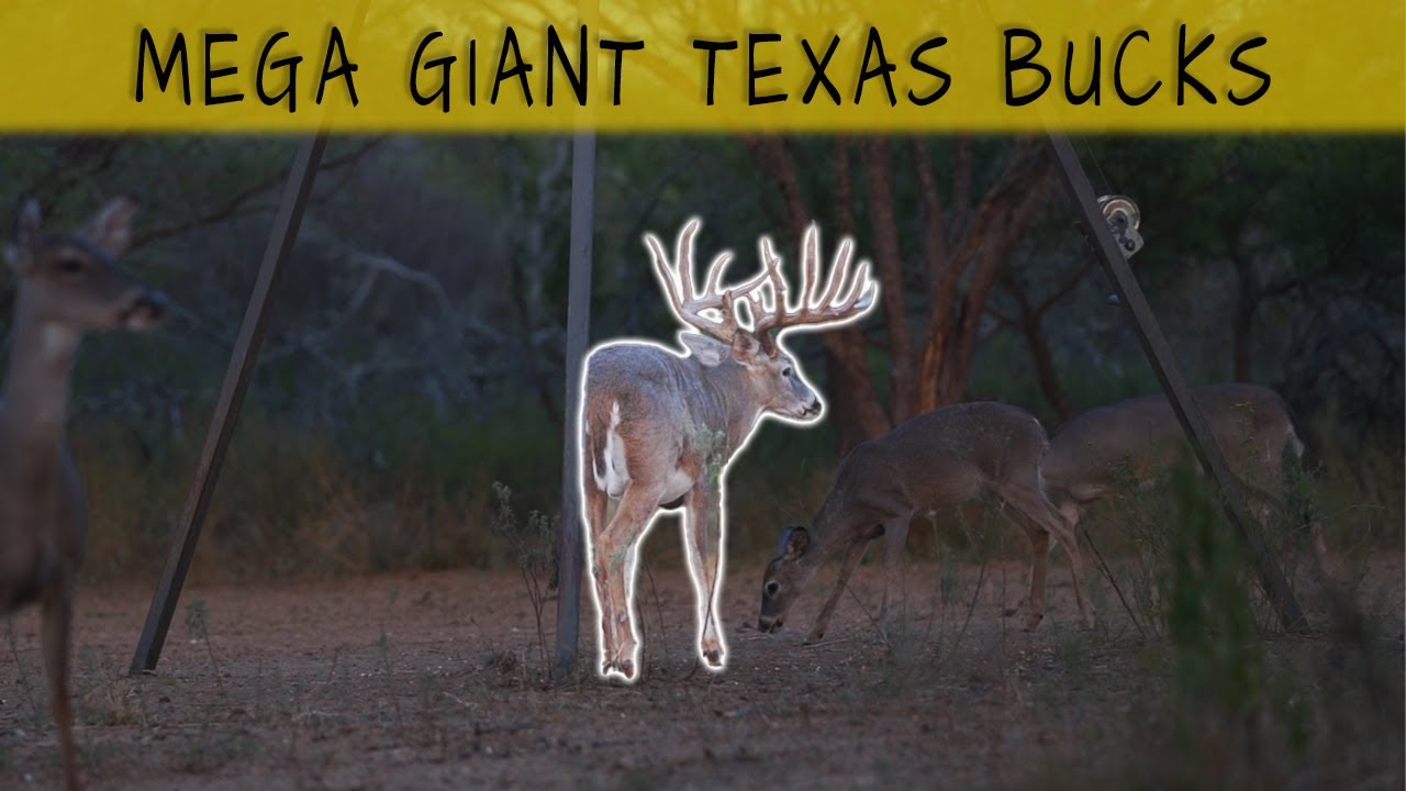 Mega GIANT Whitetail Buck in Bow Range // Hybrid Broadhead Test