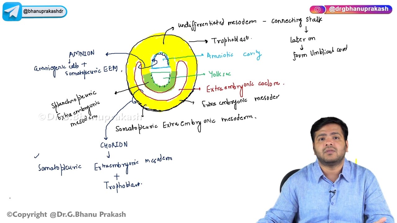 10. Second Week Of Development : Embryology