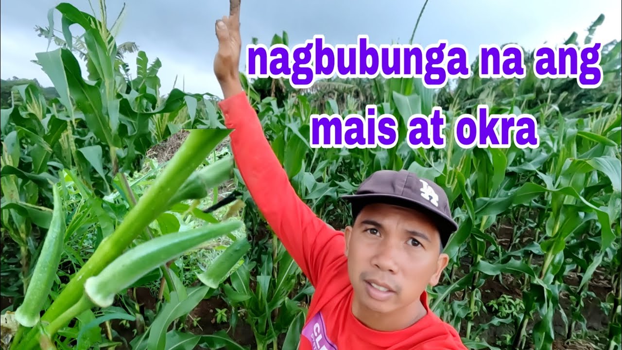 Nagbubunga na ang ating mais at okra