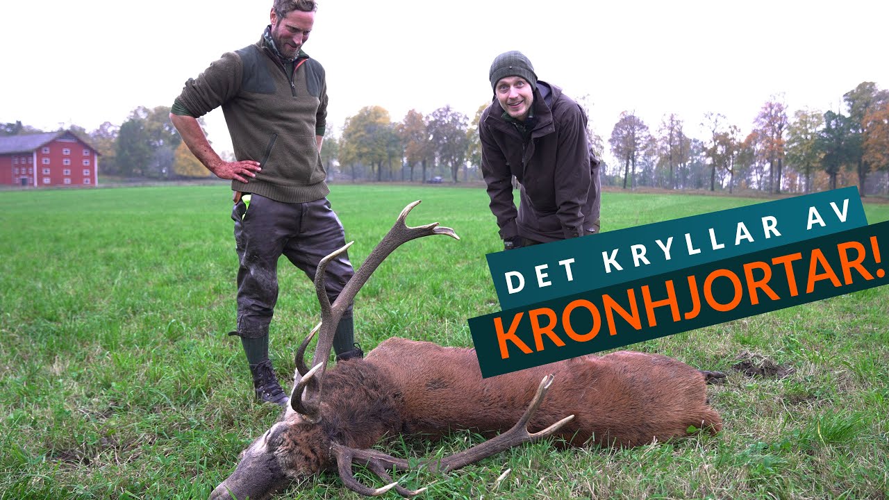 Pierre har kikarsiktet fullt av Kronhjortar
