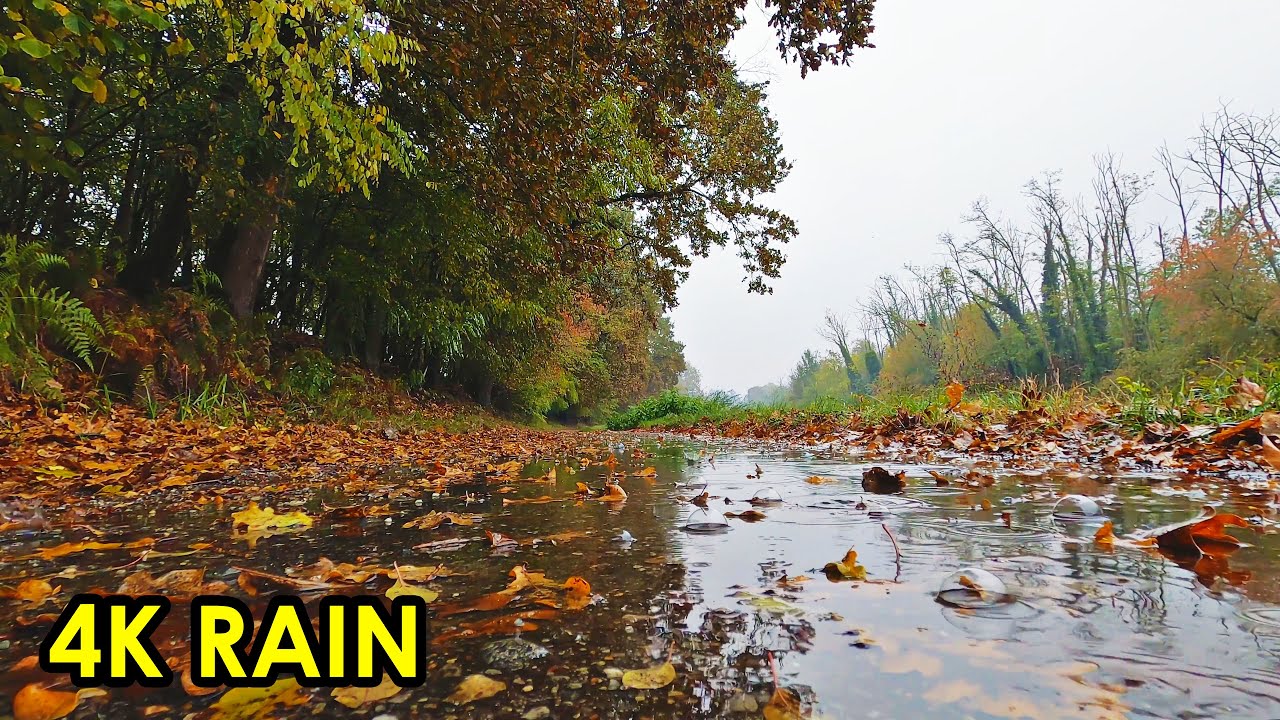 4K Rain Footage (With Sound) No Copyright Background Video - Free Stock Footage