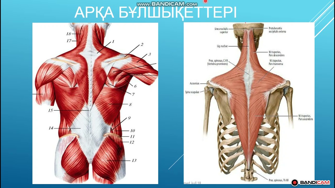 Беткей арқа бұлшықеттері. Арқа бұлшықеттері (musculi dorsi)