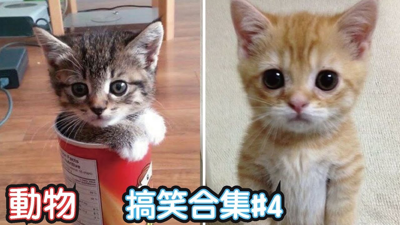 🤣2022最搞笑的寵物影片🐱🐶笑到噴飯#4/Funny Animals Video/貓/狗/cat/dog/pet/
