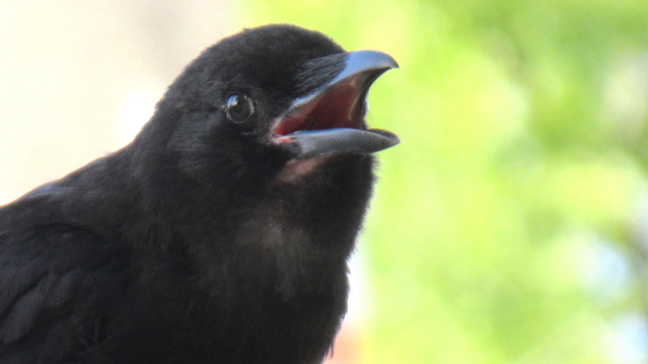 Baby Crow SOUNDS CRYING to Mother