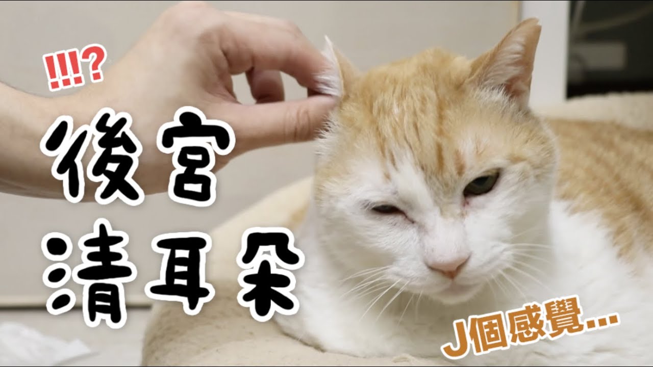 【黃阿瑪的後宮生活】後宮清耳朵！誰的耳朵最髒？