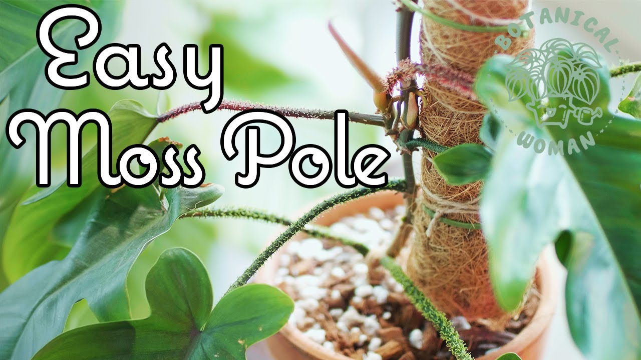 EASY DIY Moss Pole | Staking Indoor Plants