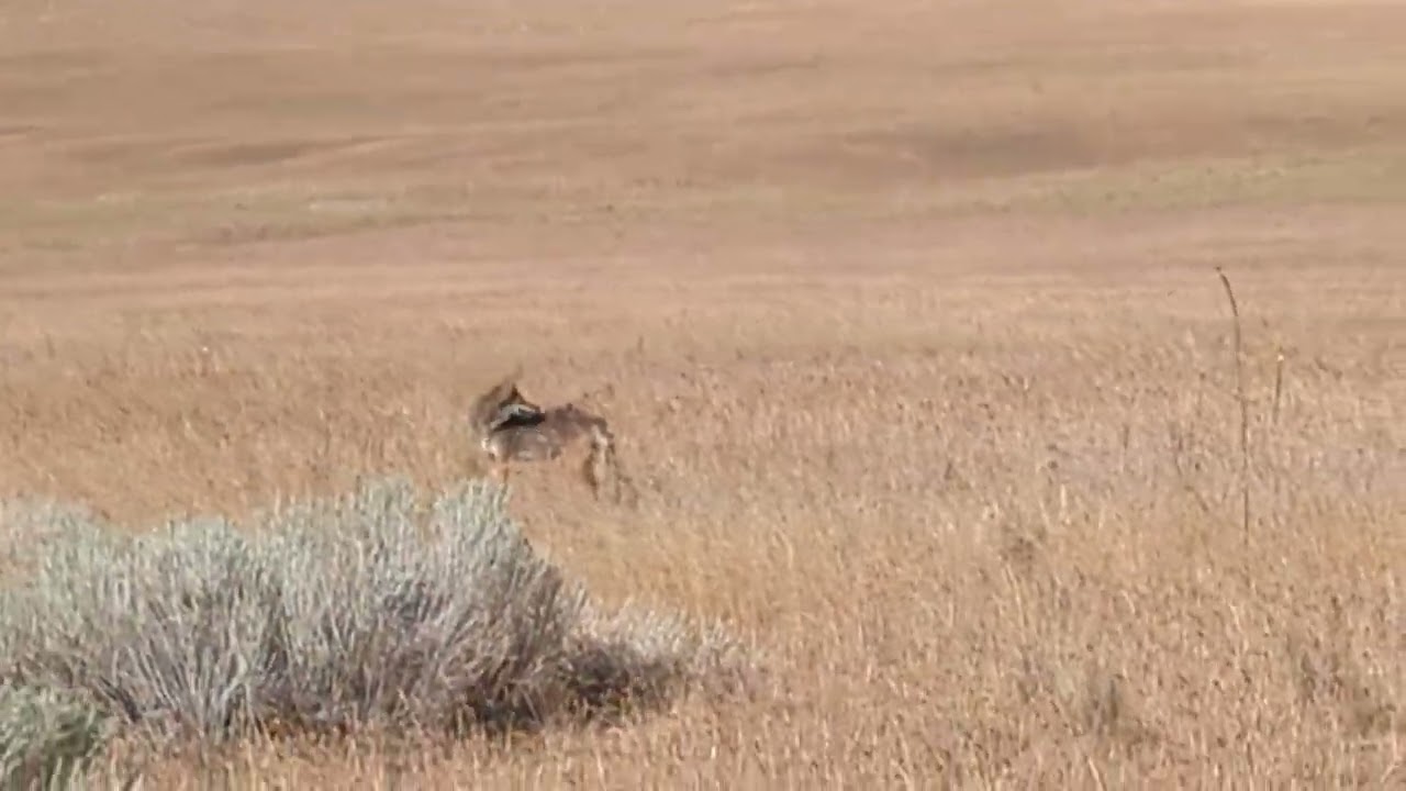Coyote on Antelope Island (Great Salt Lake)