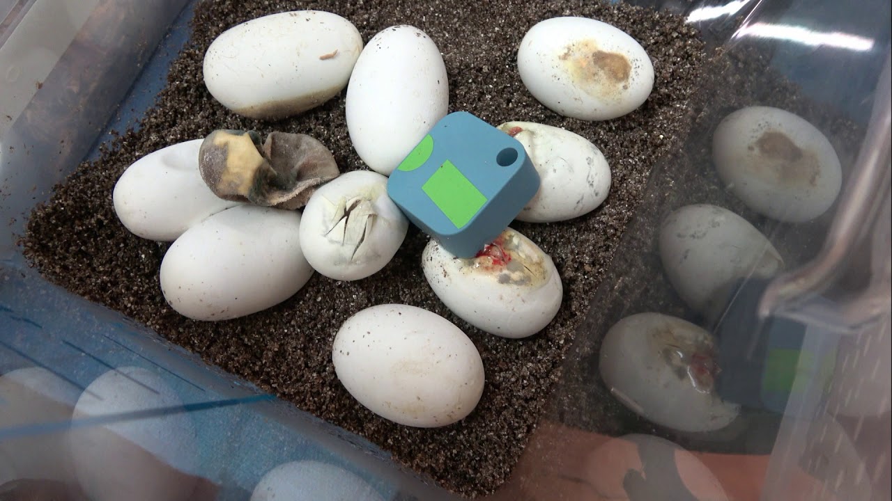 Taipan Eggs Hatch