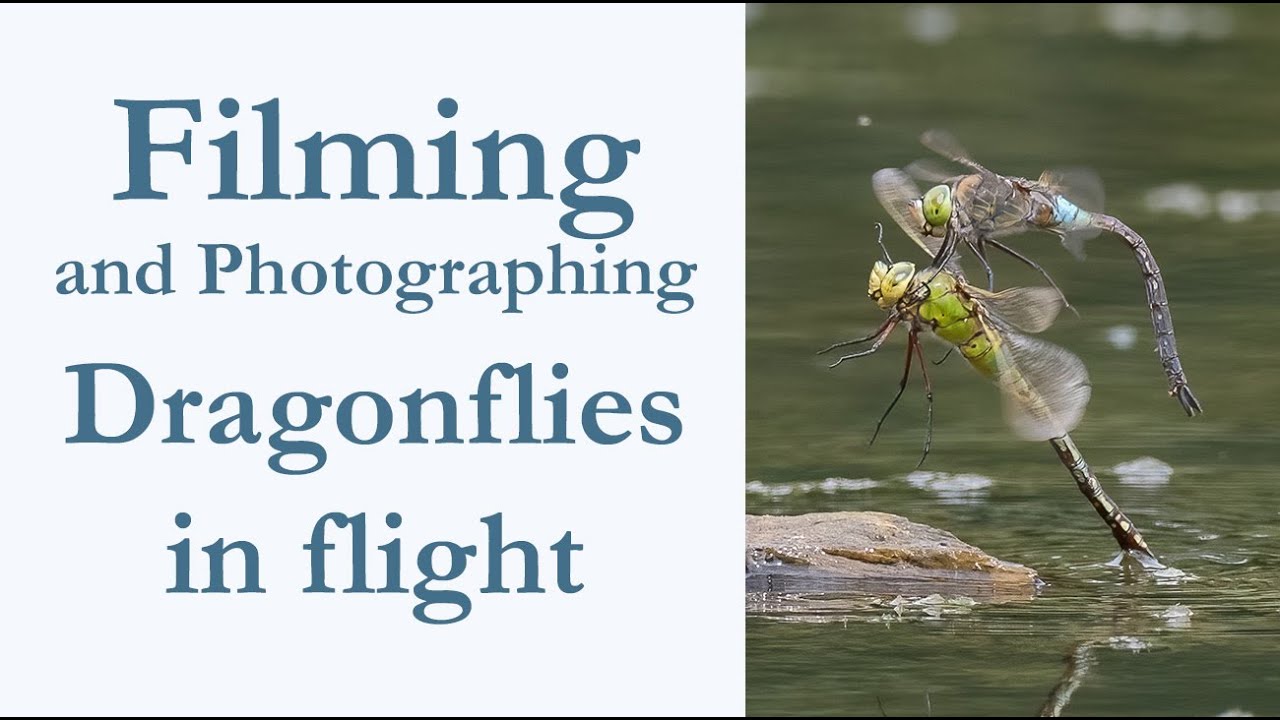 Filming and Photographing Dragonflies in Flight