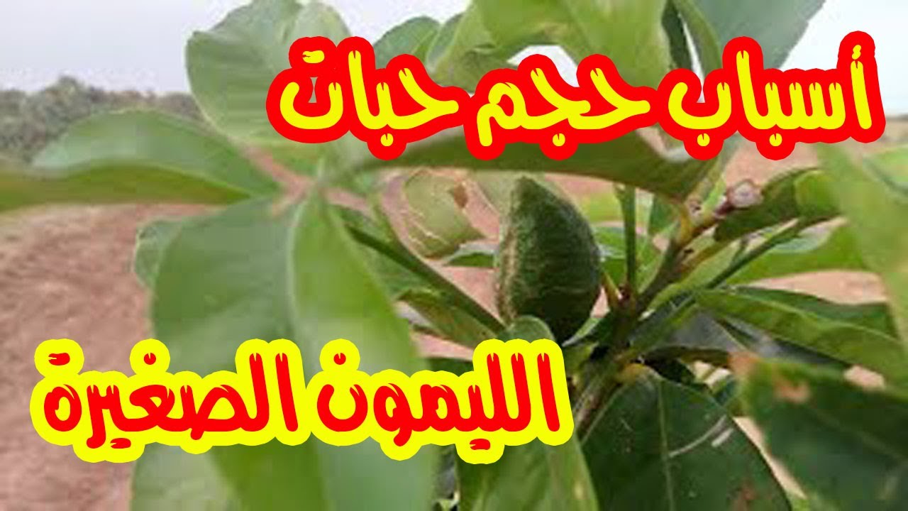 نصائح هامة لحل مشكلة حبات الليمون الصغيرة الحجم ... نصائح زراعية لأشجار الحمضيات