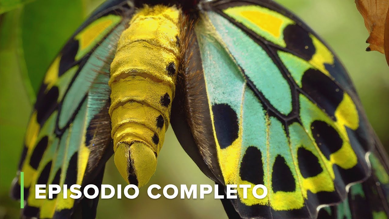 Vida Secreta de los INSECTOS y MARIPOSAS 🦋 Secretos de Australia 🌏 S01E06