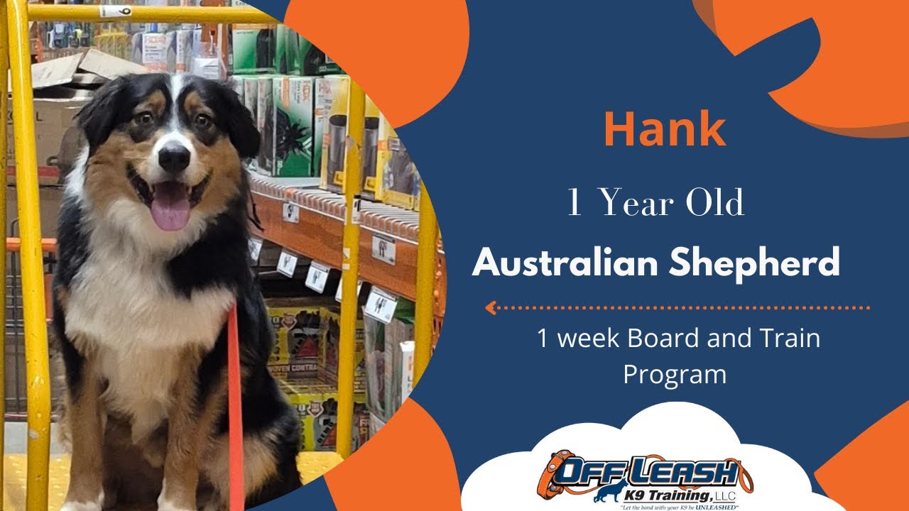 St. Louis Dog Trainers - 1 Year Old Australian Shepherd