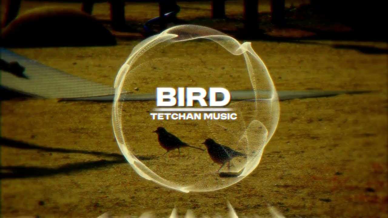 Bird - Original Music