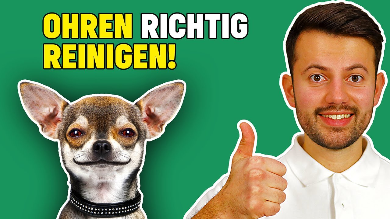 Ohrenreinigung beim Hund - wichtige Tierarzt Tipps!