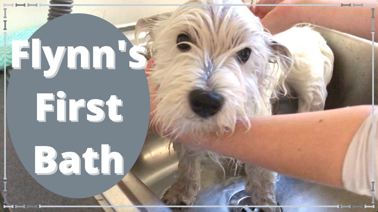 Westie Puppy's First Bath!