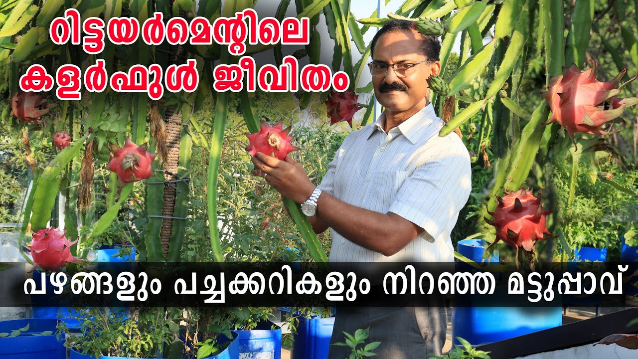 റിട്ടയർമെന്റിലെ കളർഫുൾ ജീവിതം | പഴങ്ങളും പച്ചക്കറികളും നിറഞ്ഞ മട്ടുപ്പാവ് | Dragon Fruit,TerraceFarm
