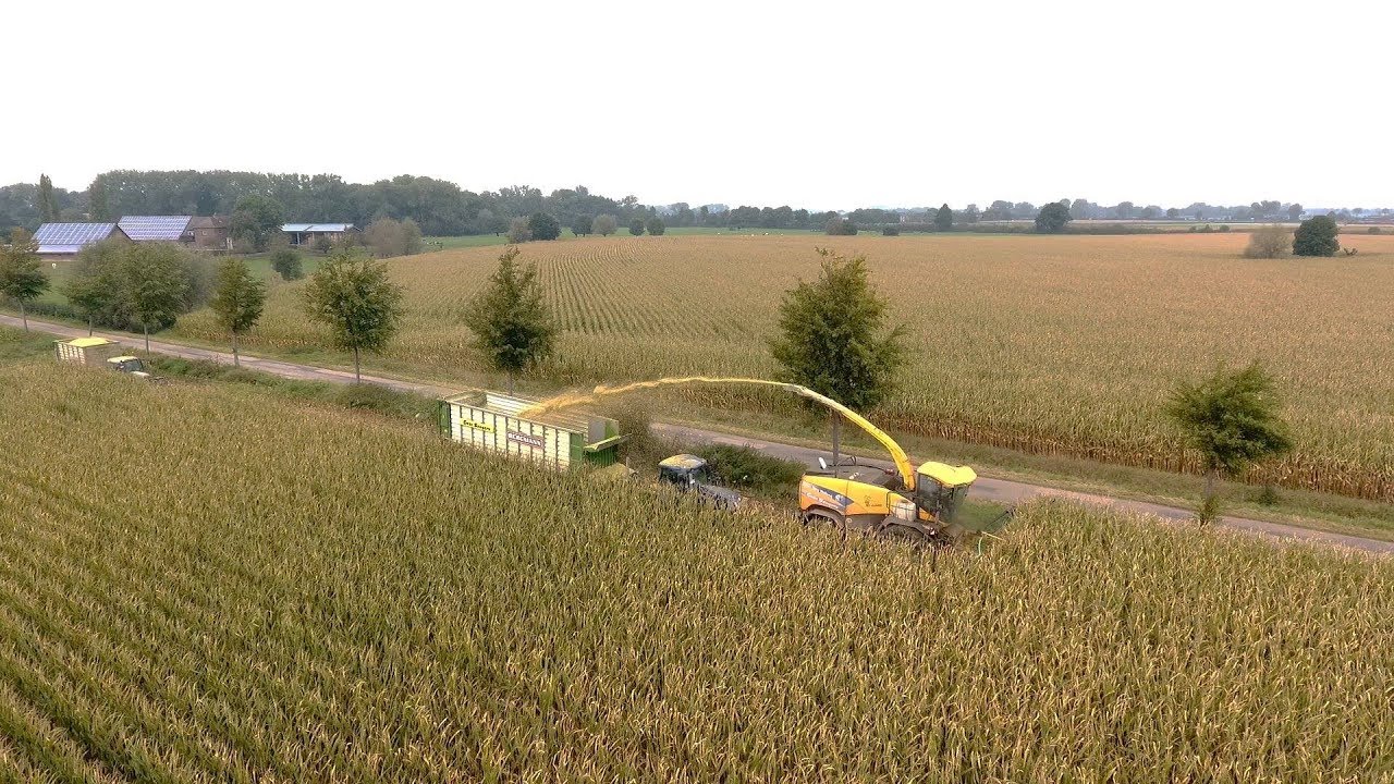 New Holland FR 700 Gebr Seegers in de maïs Trekkerweb
