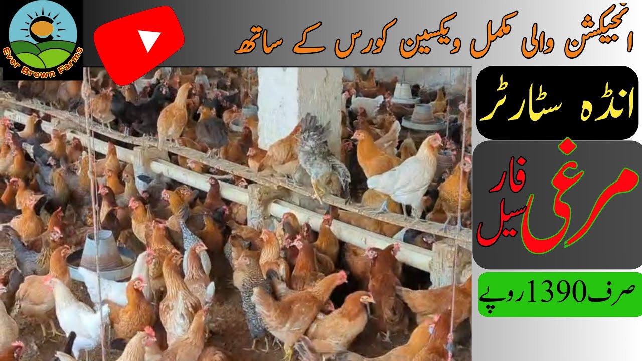 Golden misri hens| Desi andy wali murgi| brown layers@everbrownfarms