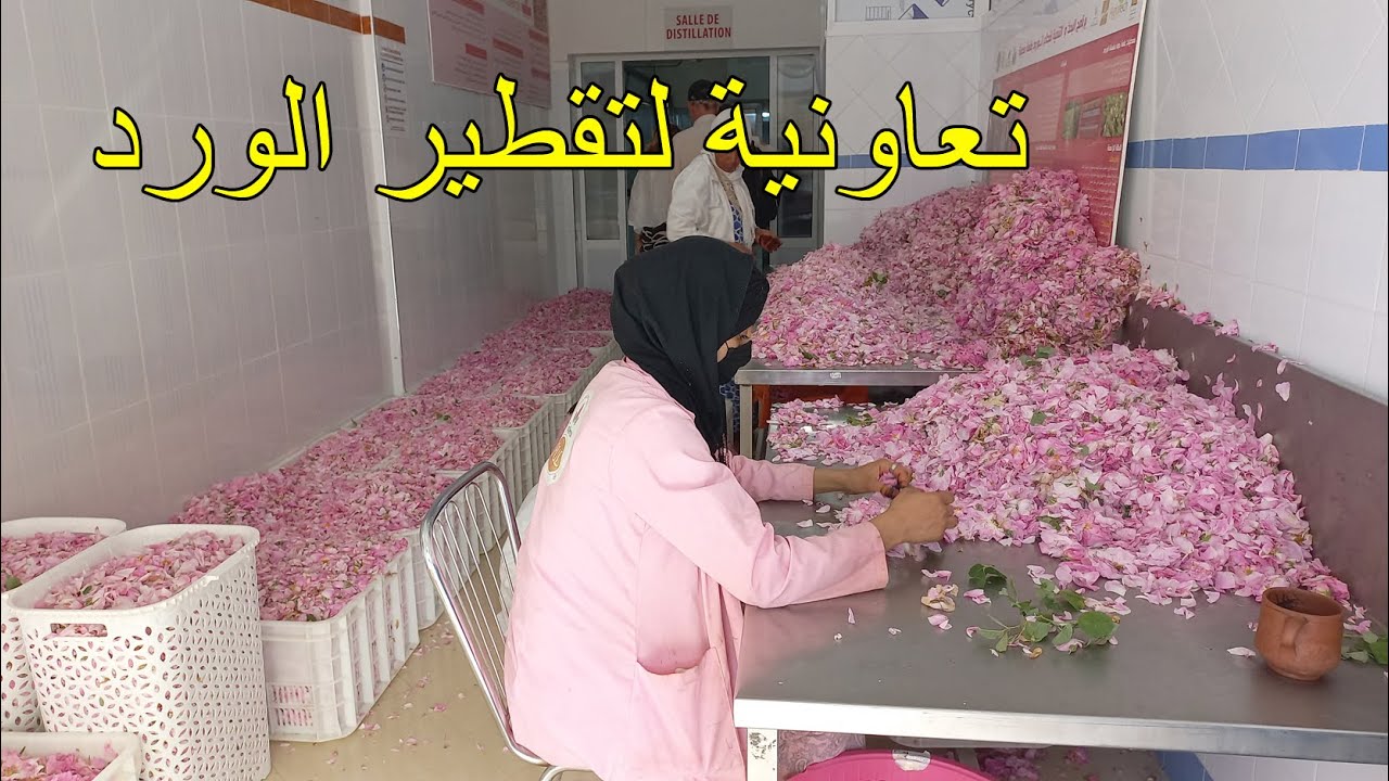 شاهد .. كيف يقطر ماء الورد .. تعاونية تيتيروا بقلعة مكونة