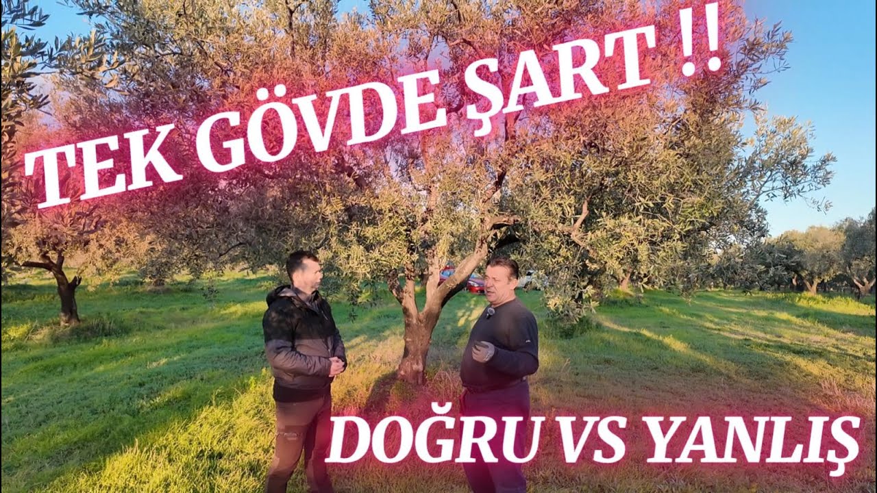 Zeytinde Tek Gövde Neden Şart ? / Doğru Ve Yanlış Budamanın Sonuçları Uygulamalı Anlatım