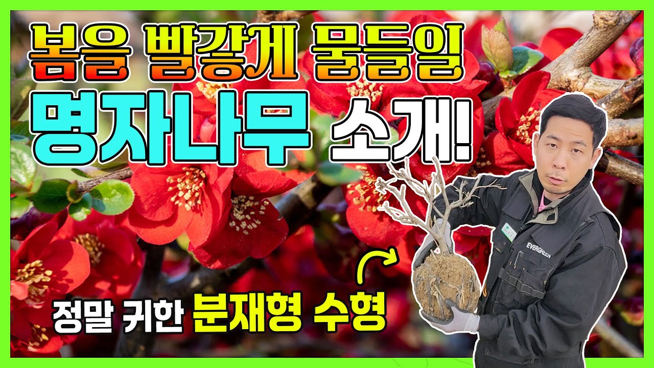 봄을 빨갛게 물들일 화려한 꽃나무 명자! #정원수 #조경수 #귀농귀촌