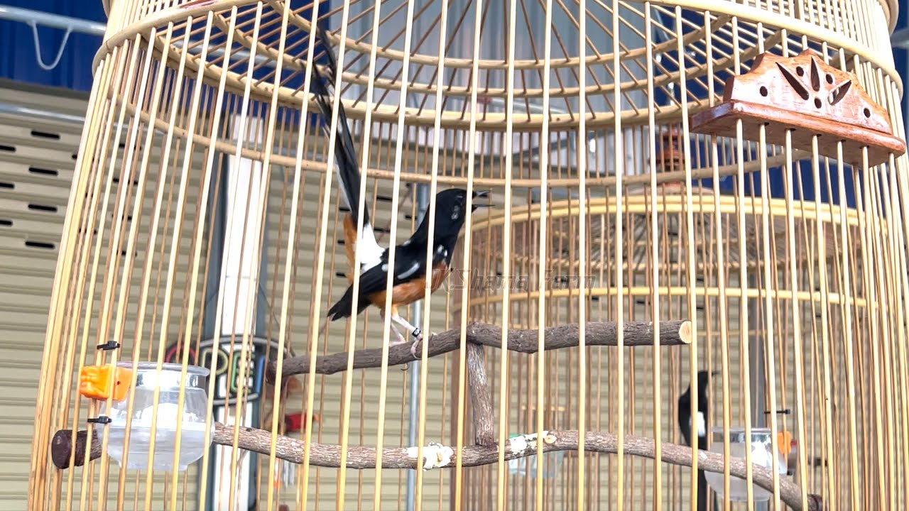 นกบินหลาดงบนราวซ้อม #muraibatu #นกบินหลาดง #shama #choèlửa #shamabird #นกกางเขนดง