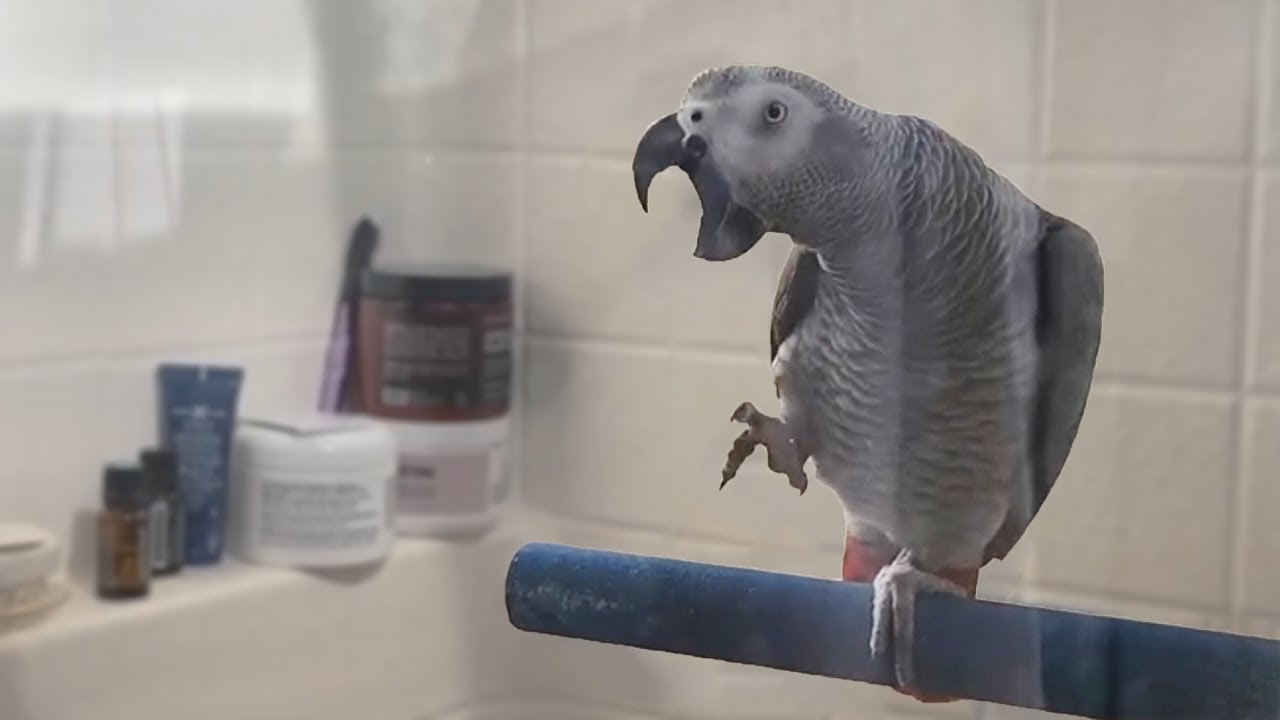 Bean's Bathing Progression | Teaching a Parrot To Like Water!