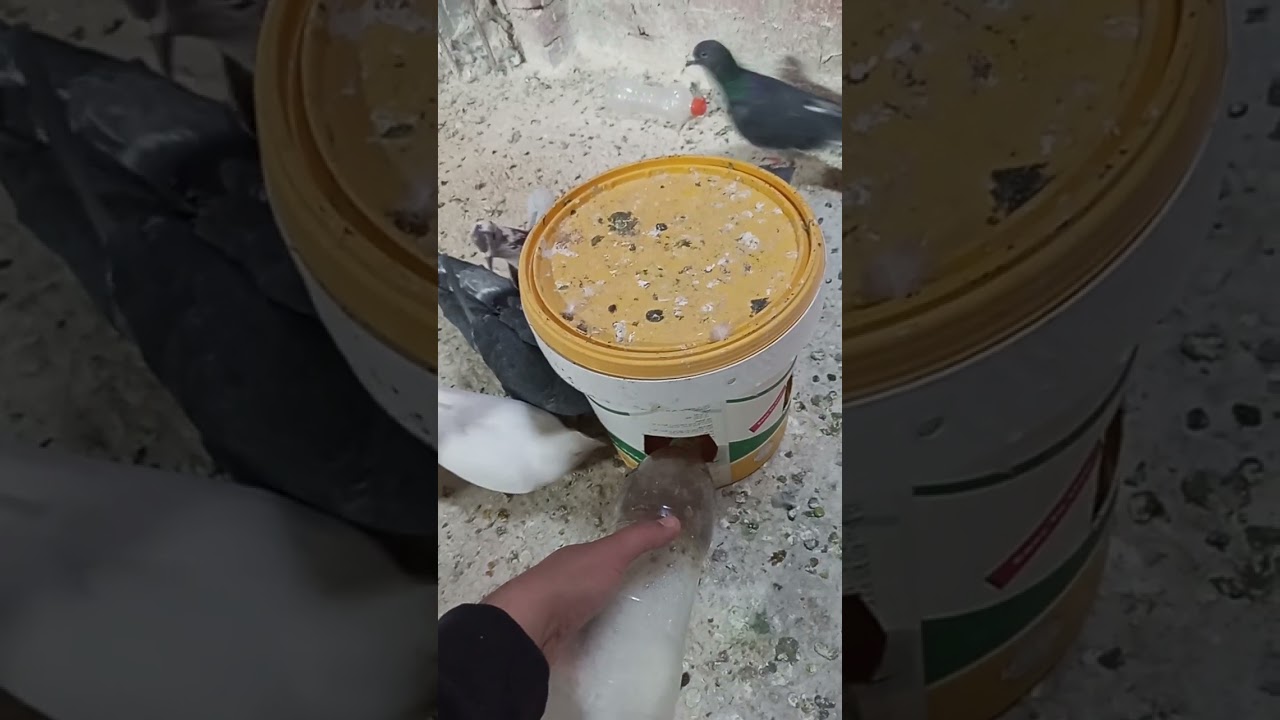 تعاله اقولك تعمل ايه عند الحمام في الجو ده علشان ميكنش عندك امراض 