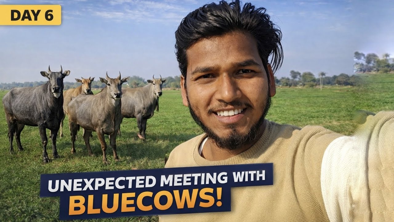 Unexpected Meeting With Blue Cows😲