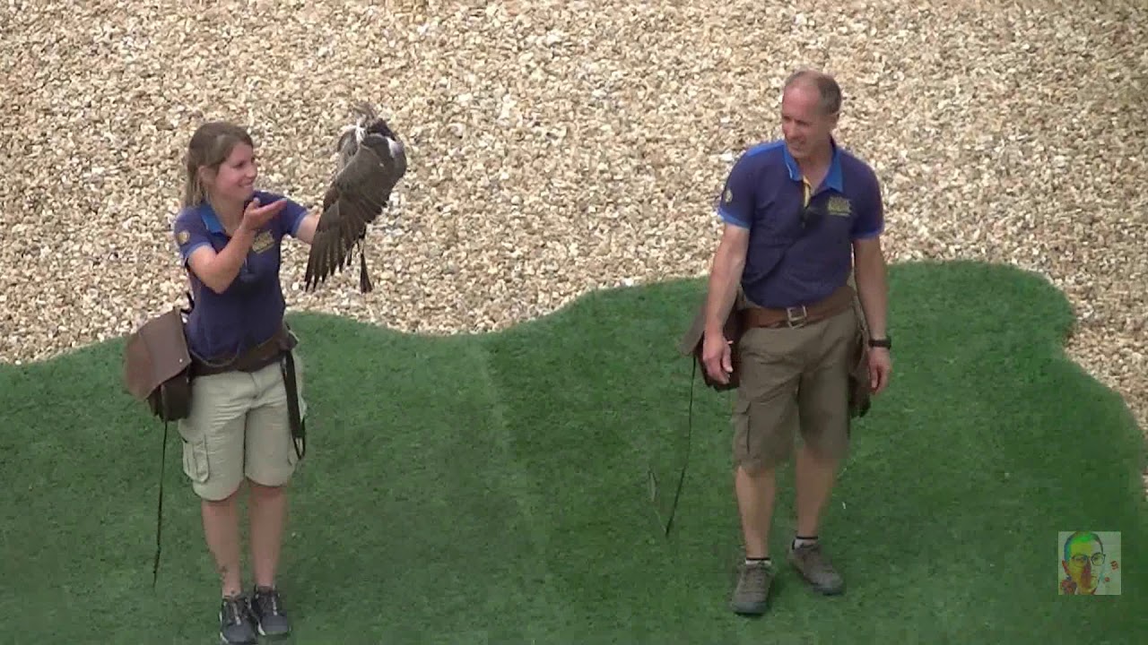 SPECTACLE D'OISEAUX - Les Maîtres des Airs - ZOO PARC DE BEAUVAL 2019