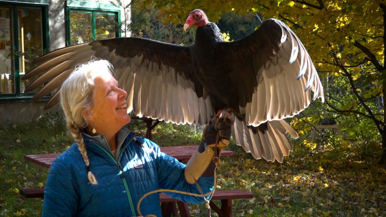 Wings of Wonder - Raptor Education, Rehabilitation and Research