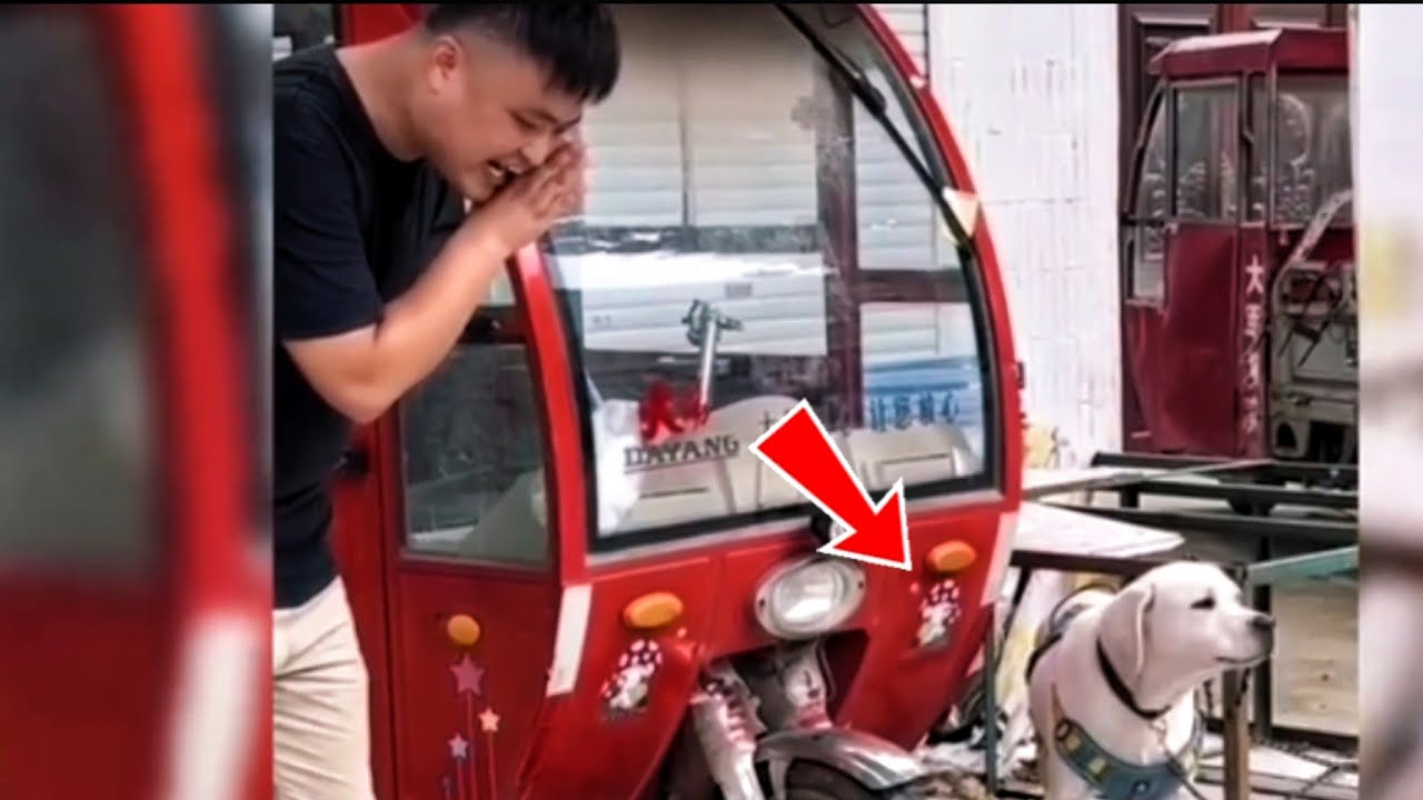 Hilarious Pranks That Left Dogs Confused and Not Understanding What Was Happening