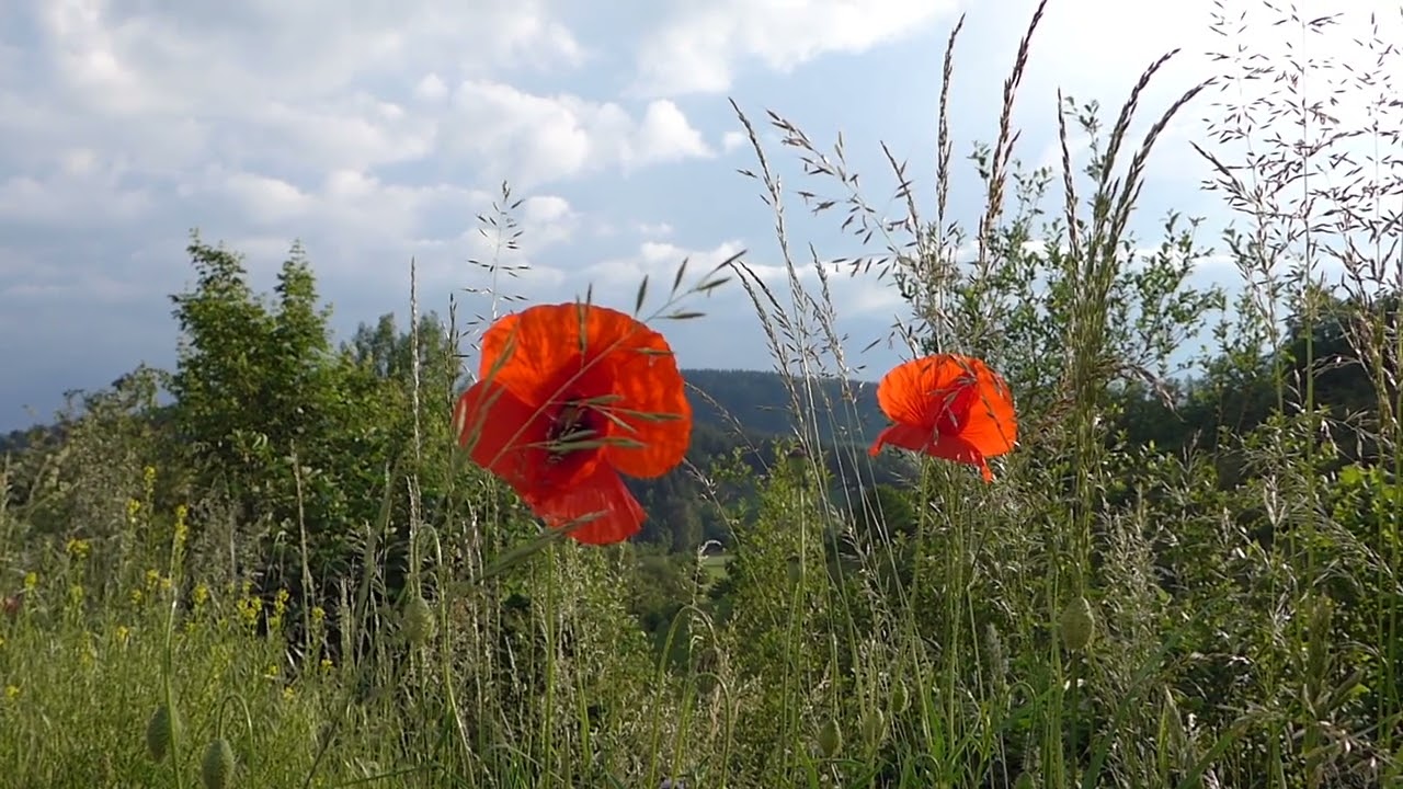 Mohnblume (Papaver rhoeas)