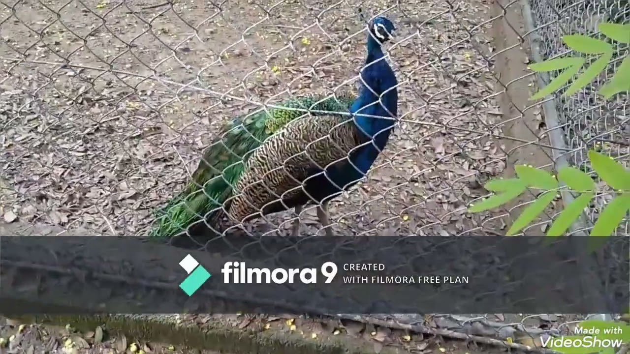 Zoological park 