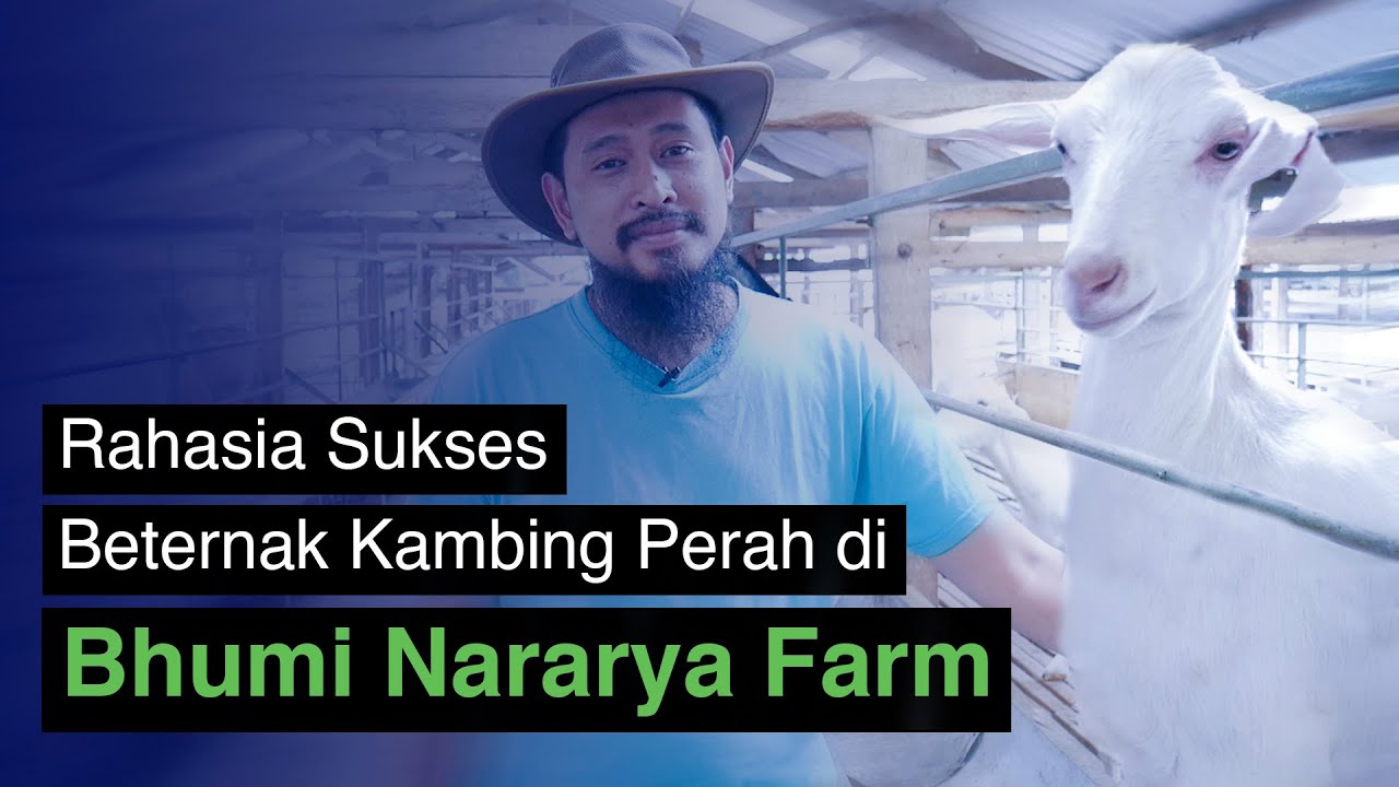 Tips Beternak Kambing Perah untuk Pemula