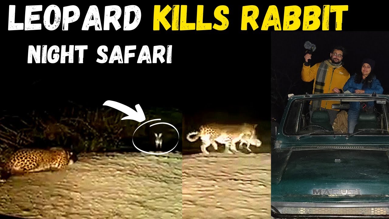 Night Safari in India || Chilling Adventure || Leopard KILL caught on camera || Kumbalgarh